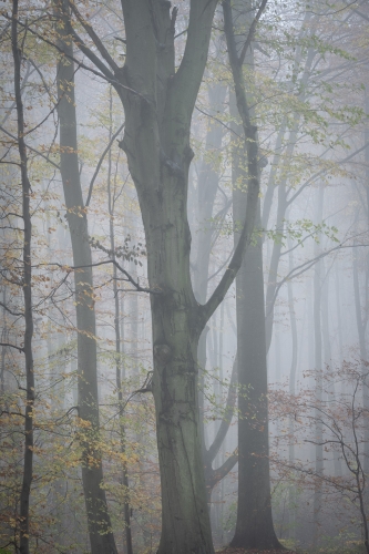 Frederic-Demeuse-WALD-photography